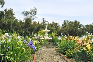 See thousands of iris in bloom