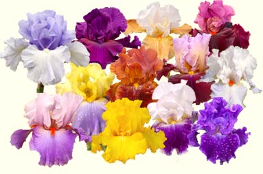 Shop for irises at our on-line shop