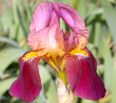 Dauntless Tall Bearded Iris Nola S Iris Gardens