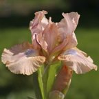 Chanted. Dwarf Bearded Iris