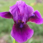 Grapesicle Dwarf Bearded Iris