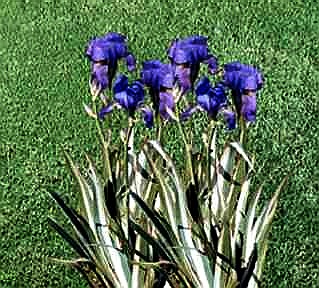 Pallida Alba-Variegata - tall bearded Iris