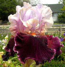 Tempting | Tall bearded Iris - Nola's Iris Gardens