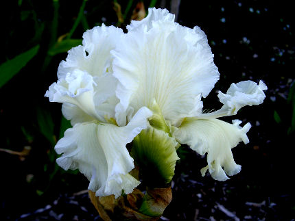 Art School Angel | Tall bearded Iris - Nola's Iris Gardens