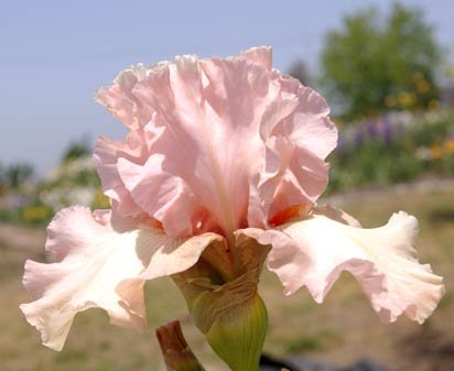 An-Jan - tall bearded Iris