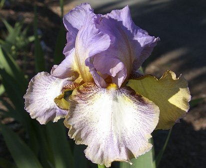 Apache Rose - tall bearded Iris