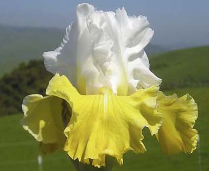 Aura Light - Tall bearded Iris