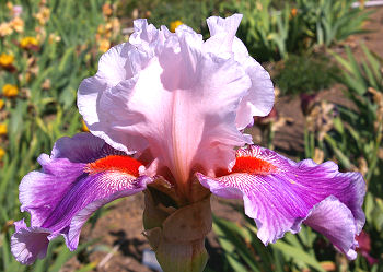 Bashful Ballerina - tall bearded Iris