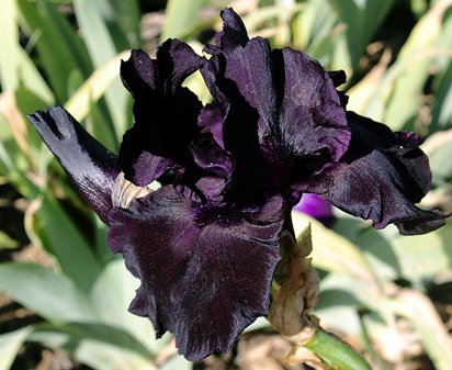 Black Suited - fragrant tall bearded Iris