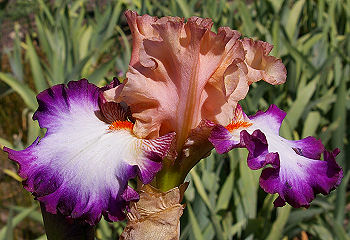 Brouhaha - reblooming tall bearded Iris