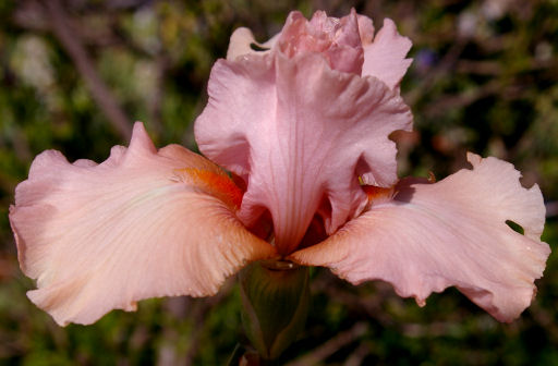 Cameo Blush - reblooming border bearded Iris