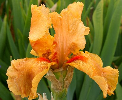 Carmen X - tall bearded Iris