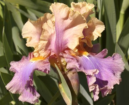 Chasing Rainbows - tall bearded Iris