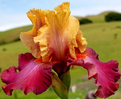 Chinese New Year - reblooming tall bearded Iris