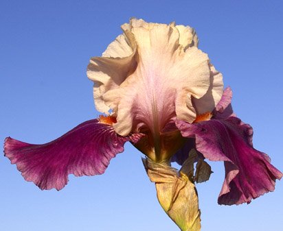 Comedian - tall bearded Iris