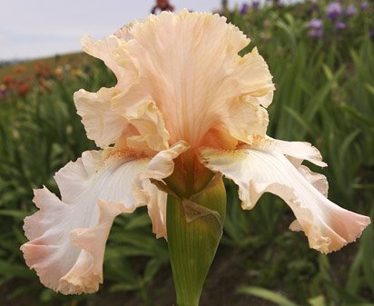 Cutting Edge - tall bearded Iris