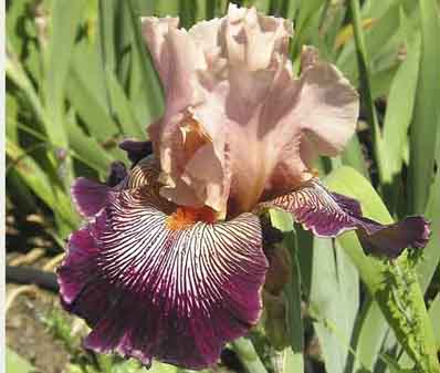 Diva - Tall bearded Iris