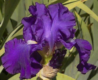 Double Dose | Tall bearded Iris - Nola's Iris Gardens