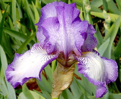 Earl Of Essex - fragrant reblooming tall bearded Iris