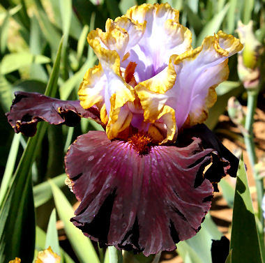 Edge Of The World Tall Bearded Iris Nola S Iris Gardens