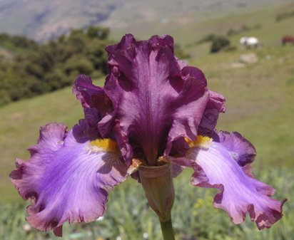 Fifth Dimension - tall bearded Iris