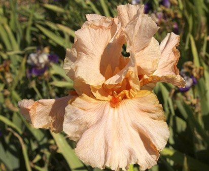 Fire Bride - tall bearded Iris