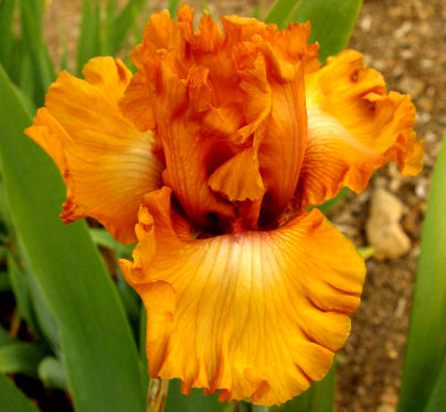 Game Plan - tall bearded Iris