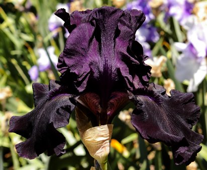 Hello Darkness - reblooming tall bearded Iris