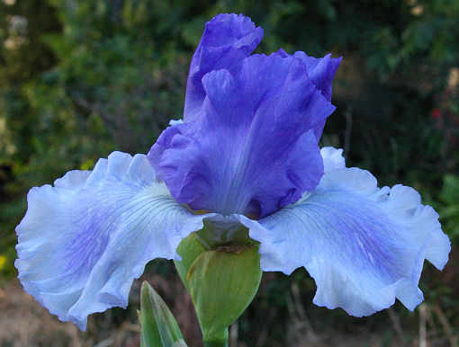 Ice Planet  Tall bearded Iris - Nola's Iris Gardens