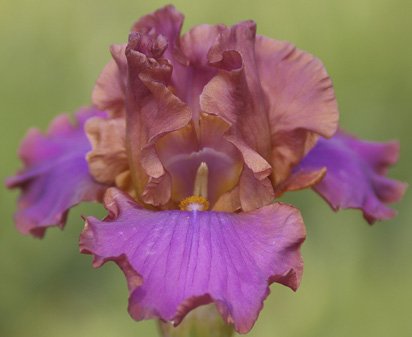 Iced Tea | Tall bearded Iris - Nola's Iris Gardens