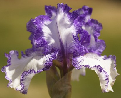 I'm With You - fragrant tall bearded Iris