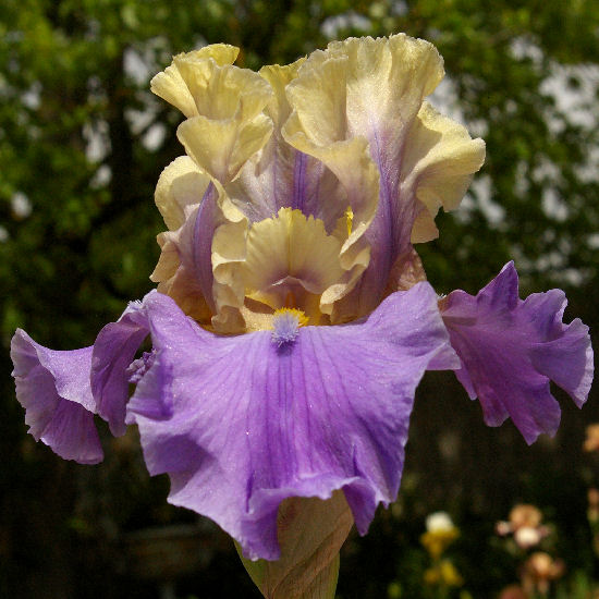 In Your Dreams - tall bearded Iris