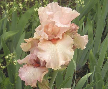 In The Mood - tall bearded Iris