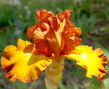 Indian Caper - tall bearded Iris