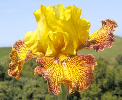 Jitterbug - fragrant reblooming tall bearded Iris