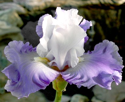 Lark Rise - tall bearded Iris