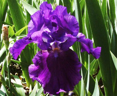 Larry Gaulter | Tall bearded Iris - Nola's Iris Gardens