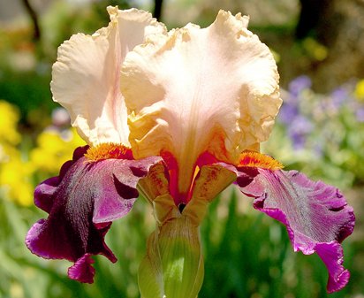 Latin Rock - tall bearded Iris