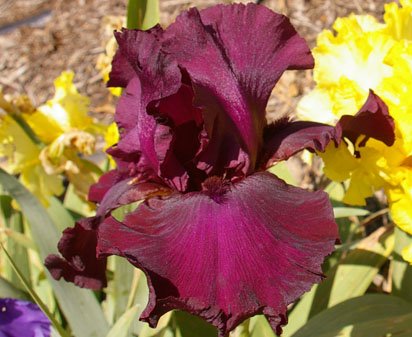 Lenten Prayer | Tall bearded Iris - Nola's Iris Gardens