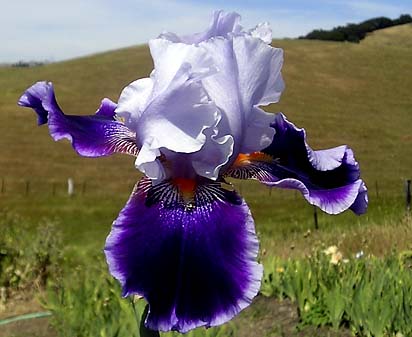 Magic Man - Tall bearded Iris