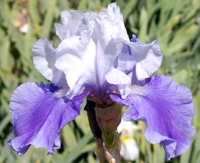 Mariposa Skies - reblooming tall bearded Iris