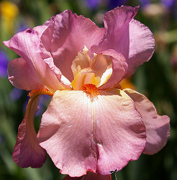 Mary Randall | Tall bearded Iris - Nola's Iris Gardens