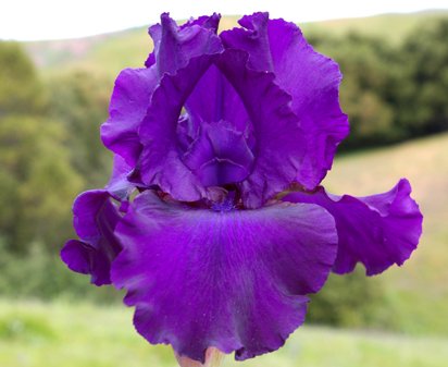 Midnight Mink - fragrant reblooming tall bearded Iris