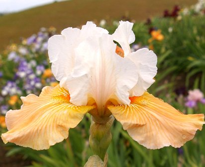 Milk on Apricots - tall bearded Iris