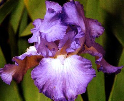 Titan's Glory NOID - tall bearded Iris