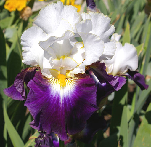 Opposites | Tall bearded Iris - Nola's Iris Gardens