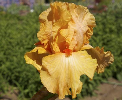 Orange Harvest - fragrant reblooming tall bearded Iris