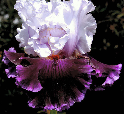 Ozark Jubilee - tall bearded Iris