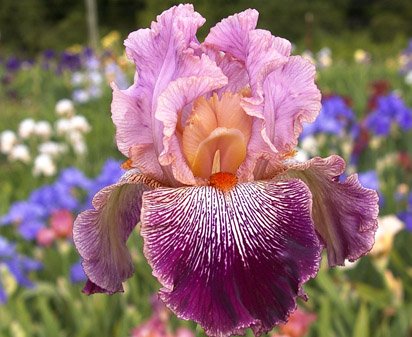 Panama Hattie | Tall bearded Iris - Nola's Iris Gardens