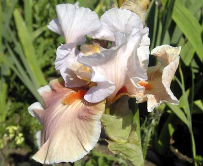 Peach Frappe - Tall bearded Iris